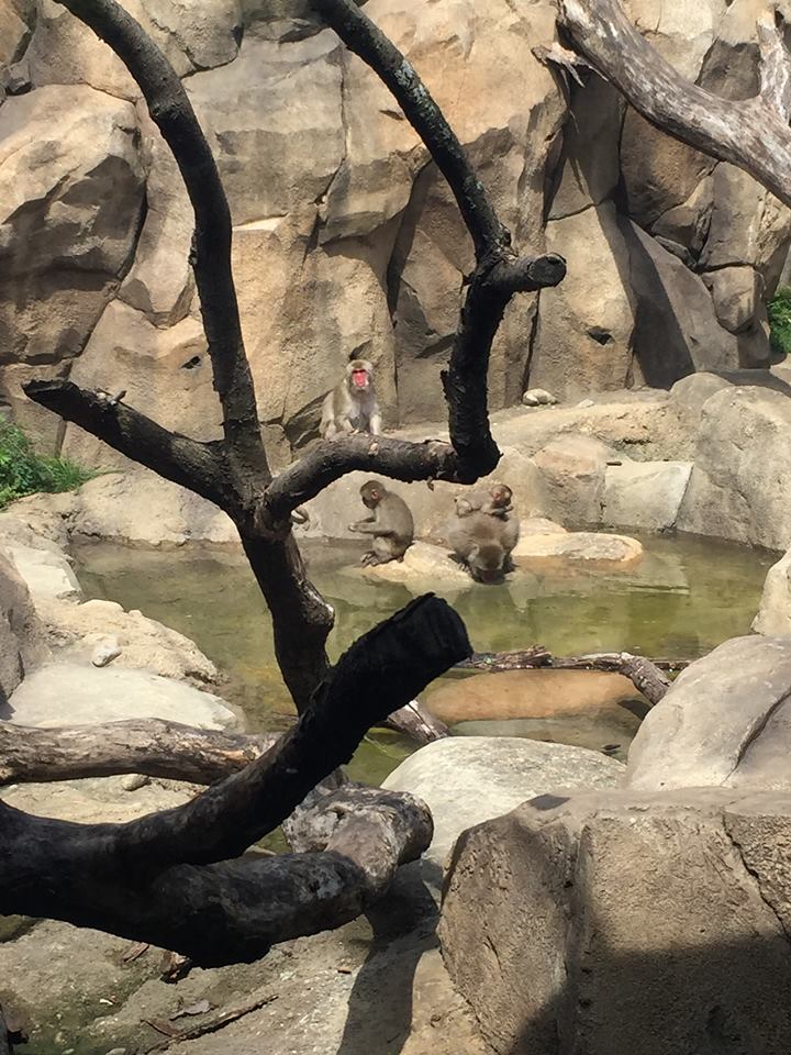 Regenstein Macaque Forest