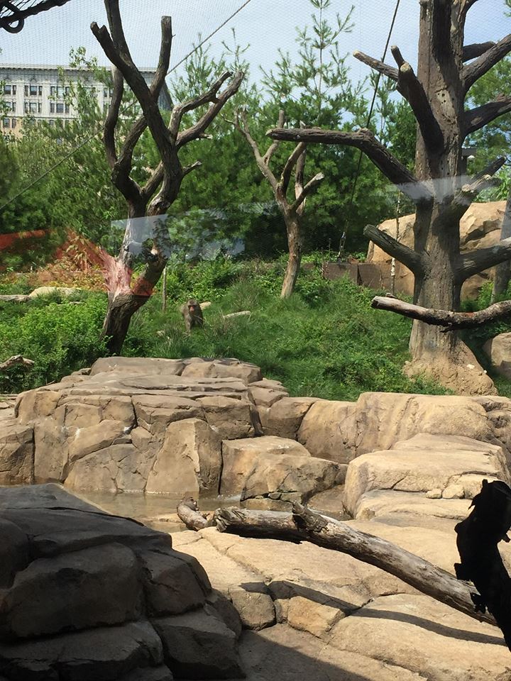 Regenstein Macaque Forest