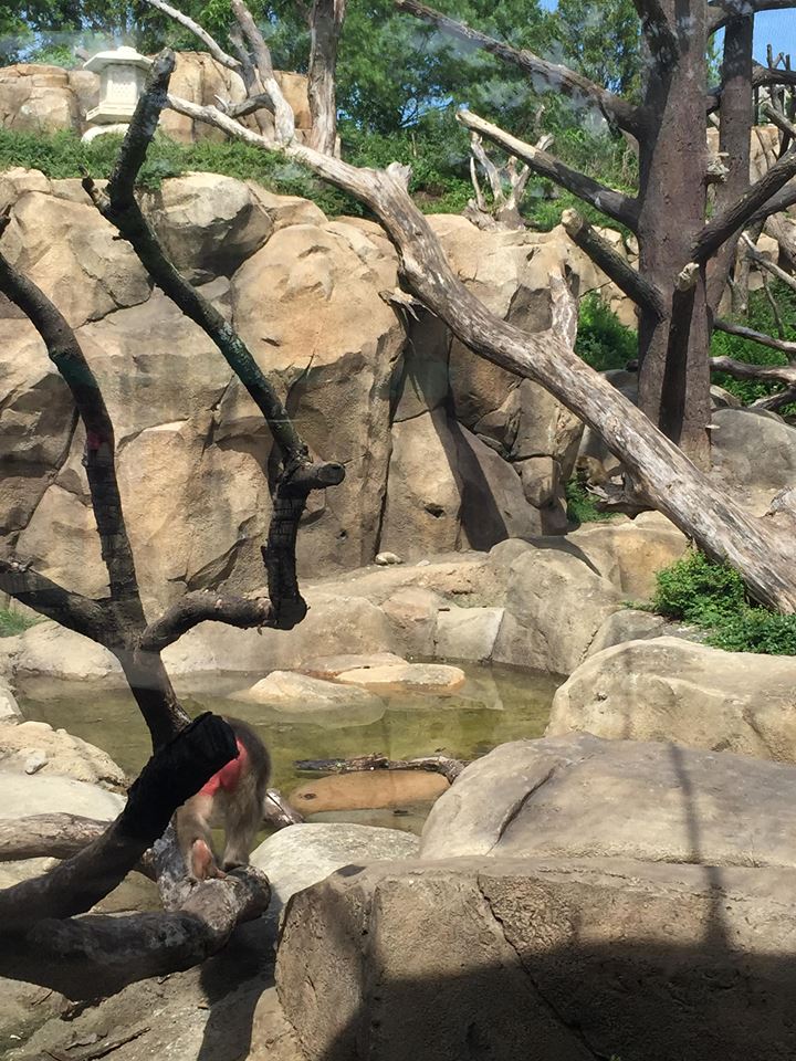 Regenstein Macaque Forest