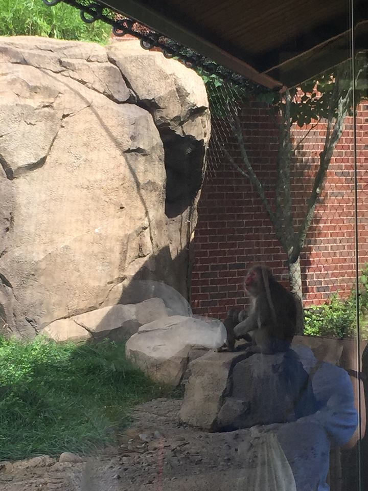 Regenstein Macaque Forest
