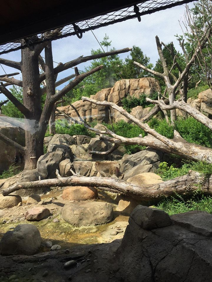 Regenstein Macaque Forest