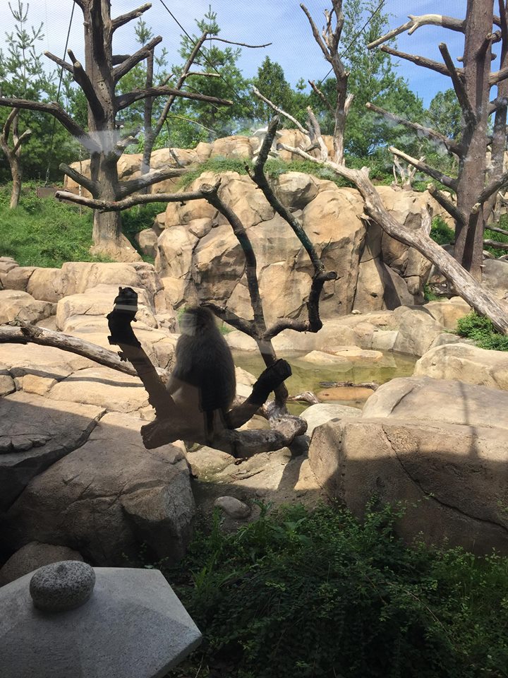 Regenstein Macaque Forest