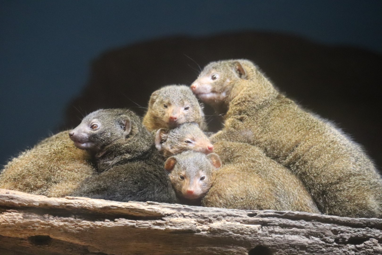 Regenstein Small Mammal-Reptile House - Dwarf Mongoose