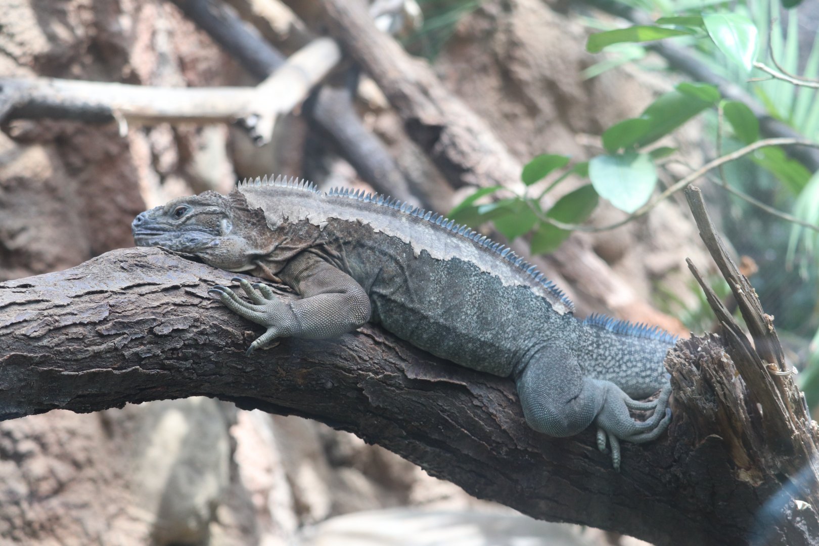 Regenstein Small Mammal-Reptile House - Jamaican Iguana