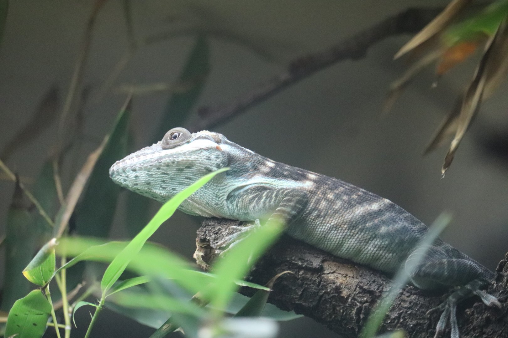 Regenstein Small Mammal-Reptile House - Oriente Knight Anole