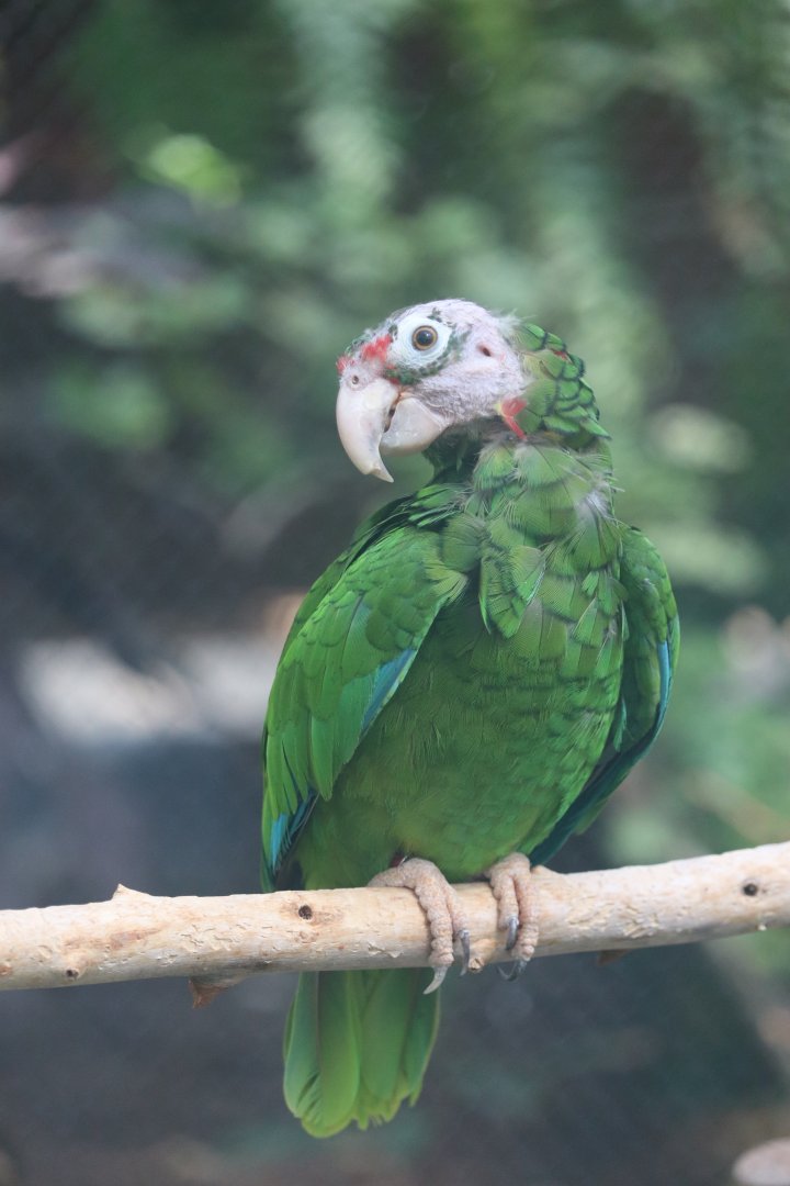 Regenstein Small Mammal-Reptile House - Puerto Rican Parrot