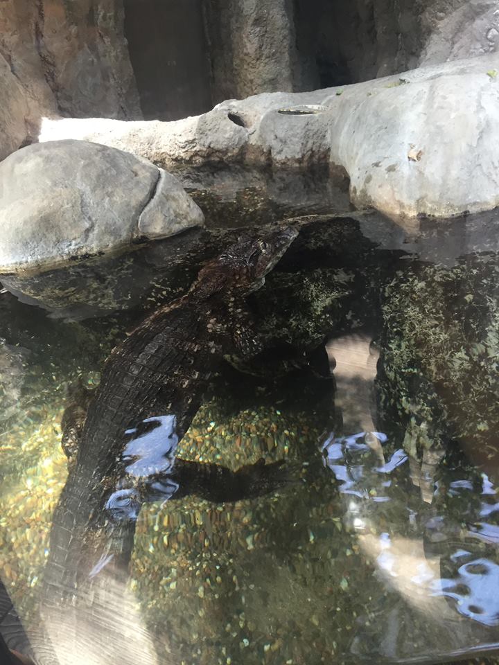 Regenstein Small Mammal-Reptile House