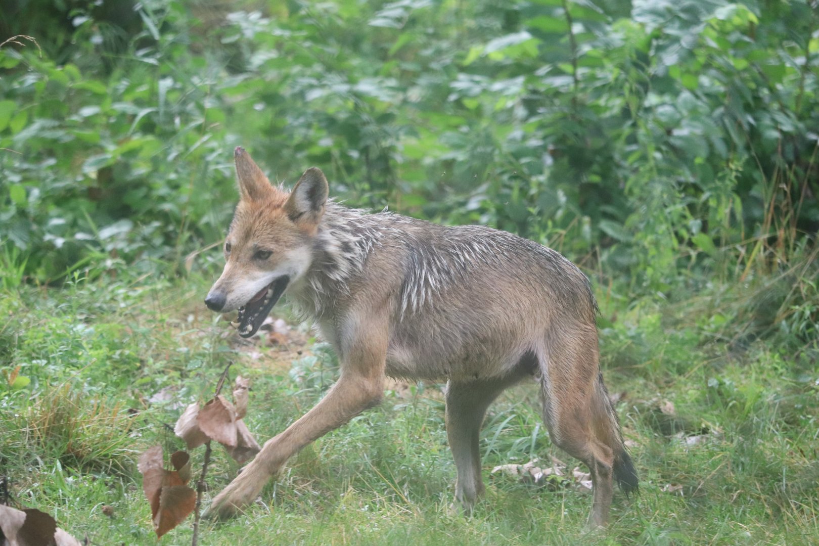 Regenstein Wolf Woods - Mexican Gray Wolf