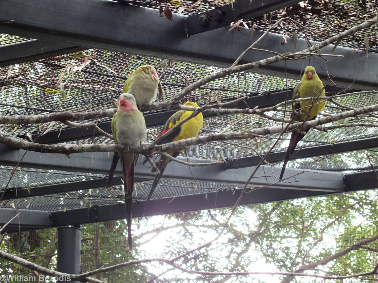 Regent and Princess Parrots