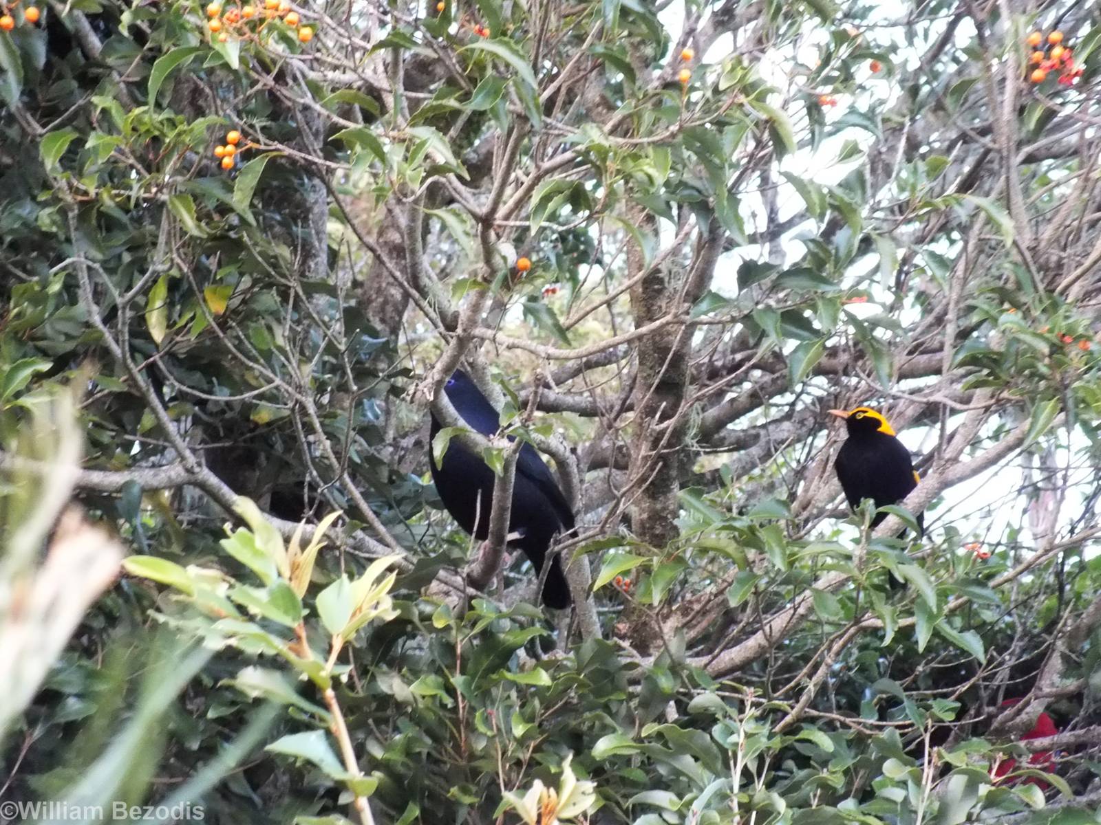 Regent and Satin Bowerbirds - Lamington National Park