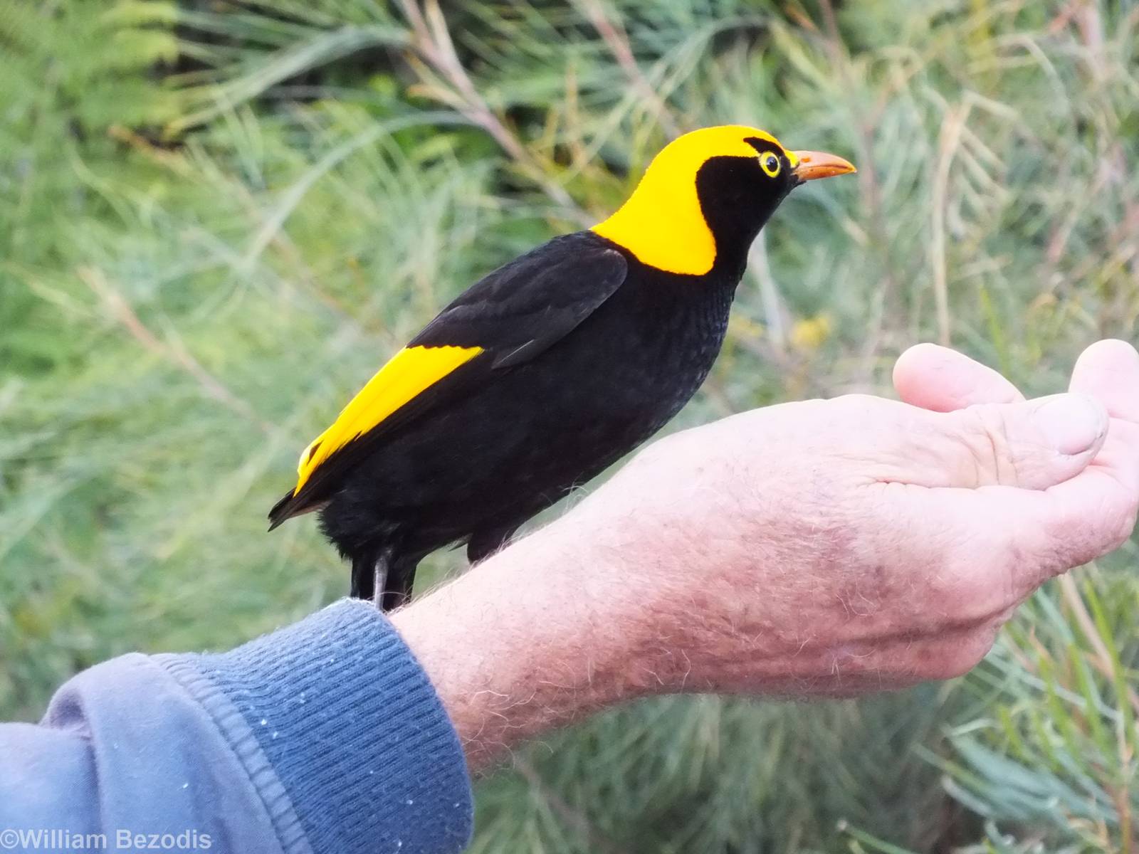 Regent Bowerbird Being Hand Fed - Lamington National Park