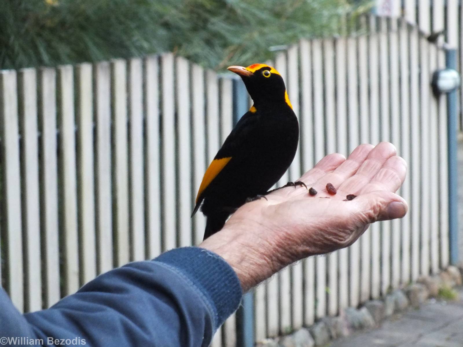 Regent Bowerbird Being Hand Fed - Lamington National Park