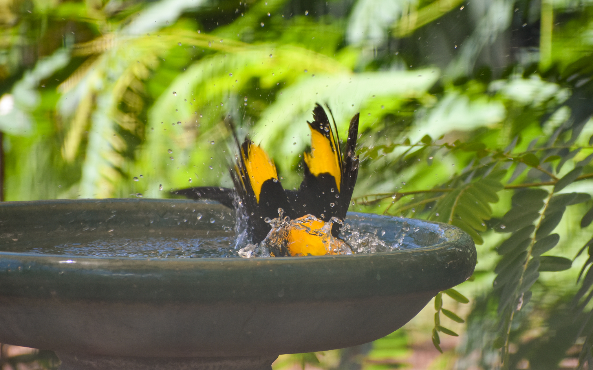 Regent Bowerbird having a Bath