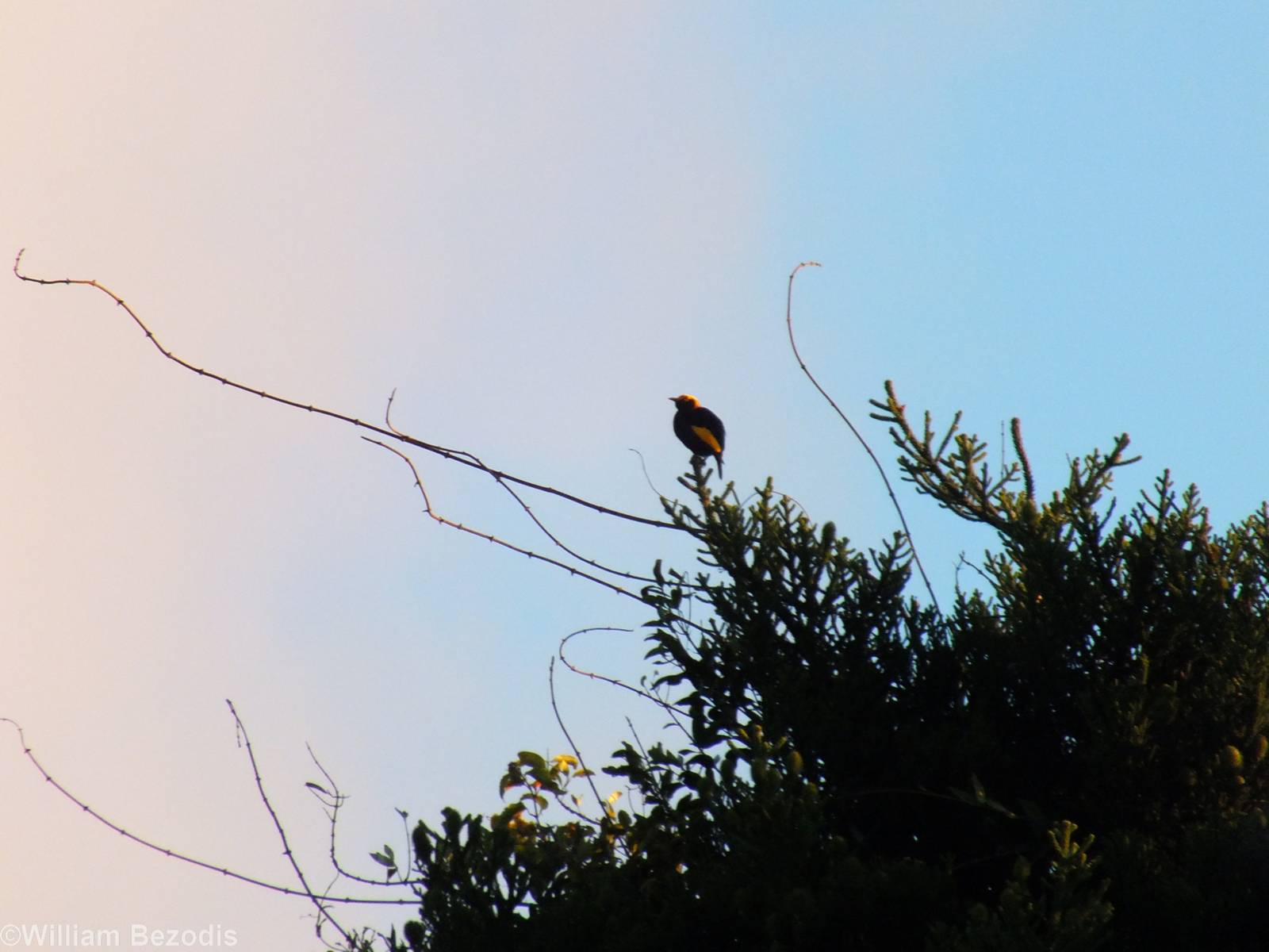 Regent Bowerbird - Lamington National Park