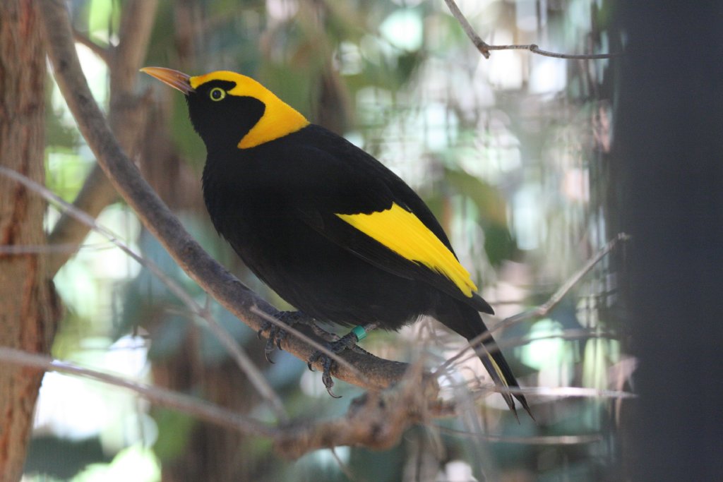 Regent Bowerbird male