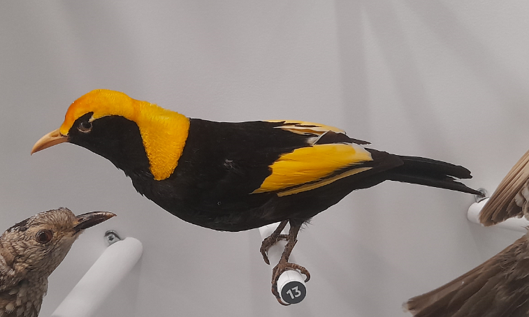 Regent Bowerbird - Queensland Museum