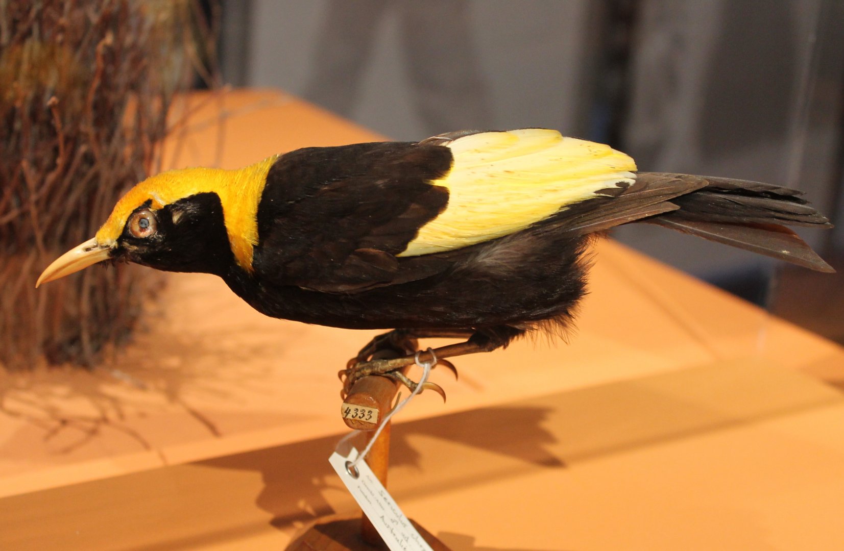 Regent bowerbird - Sericulus chrysocephalus