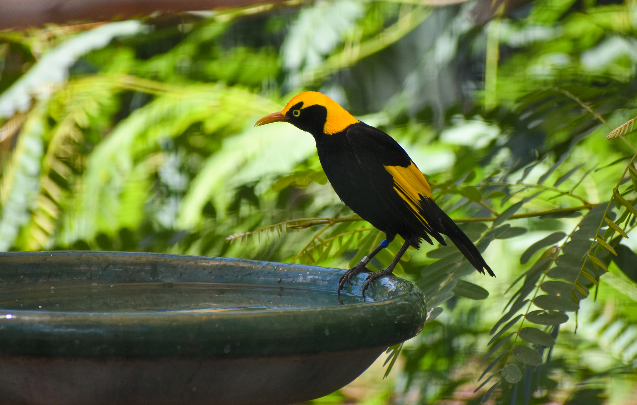 Regent Bowerbird (Sericulus chrysocephalus)