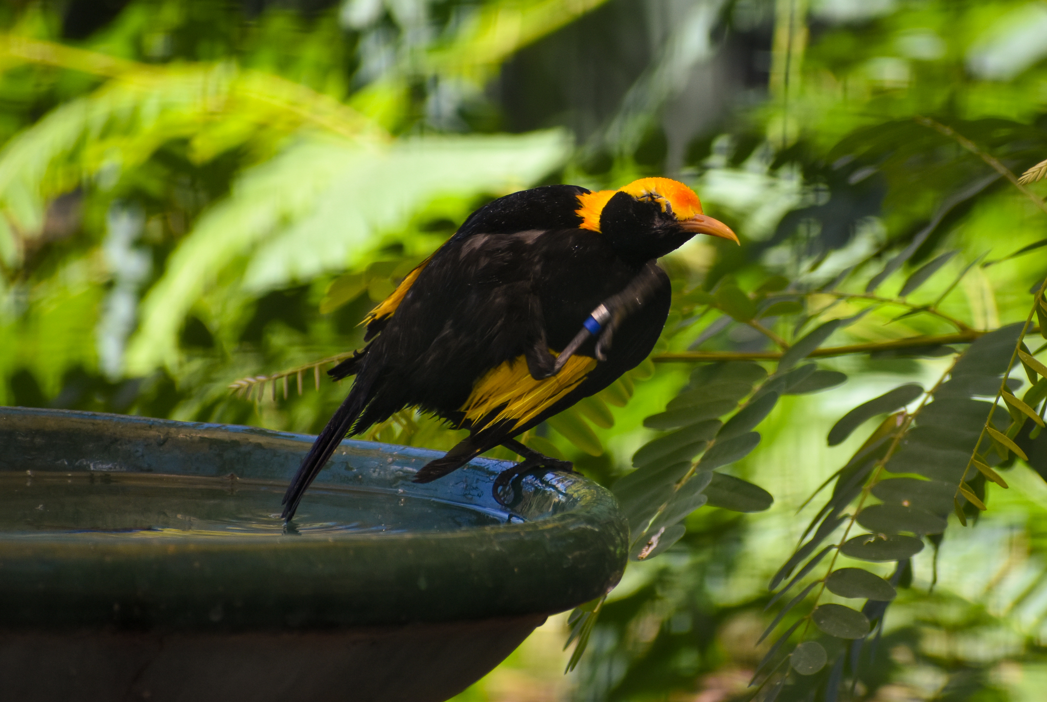 Regent Bowerbird (Sericulus chrysocephalus)