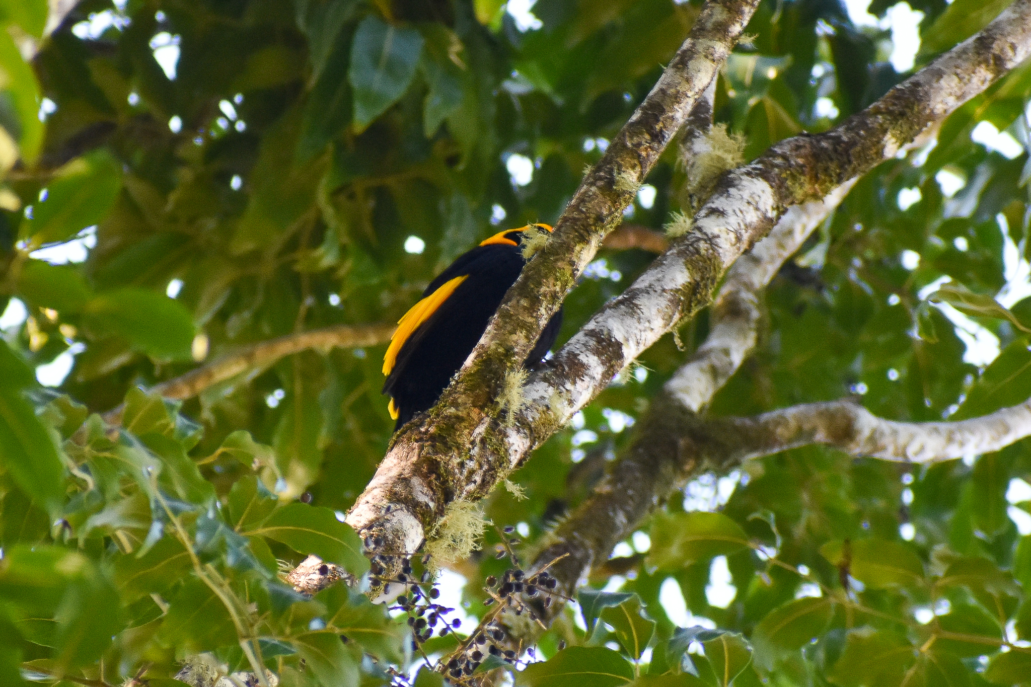 Regent Bowerbird (Sericulus chrysocephalus)