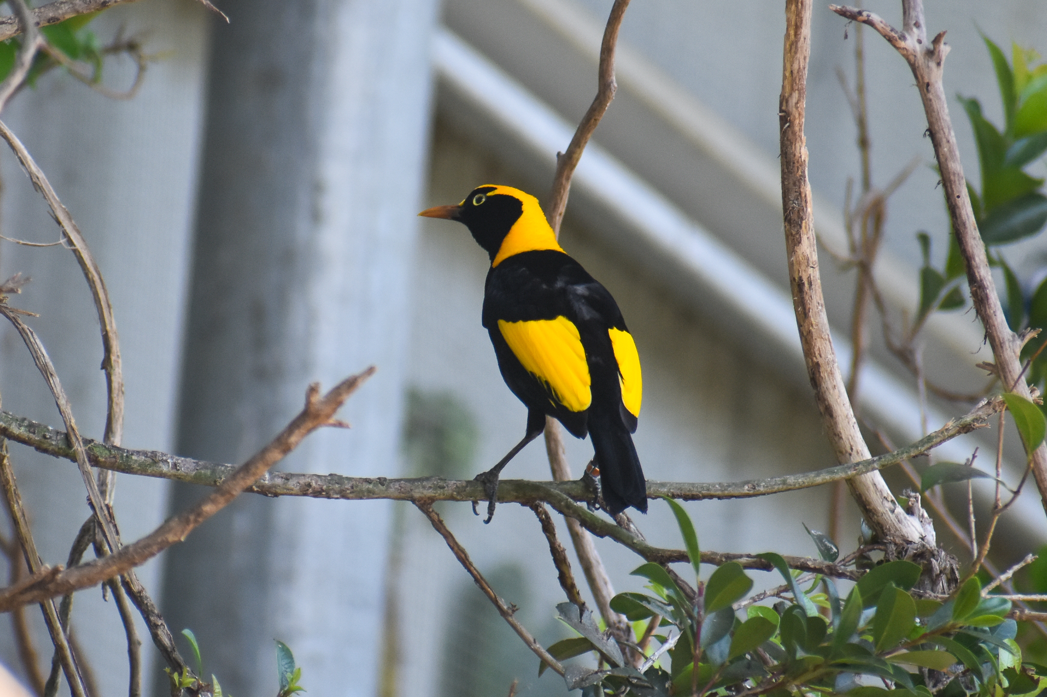 Regent Bowerbird, Sericulus chrysocephalus