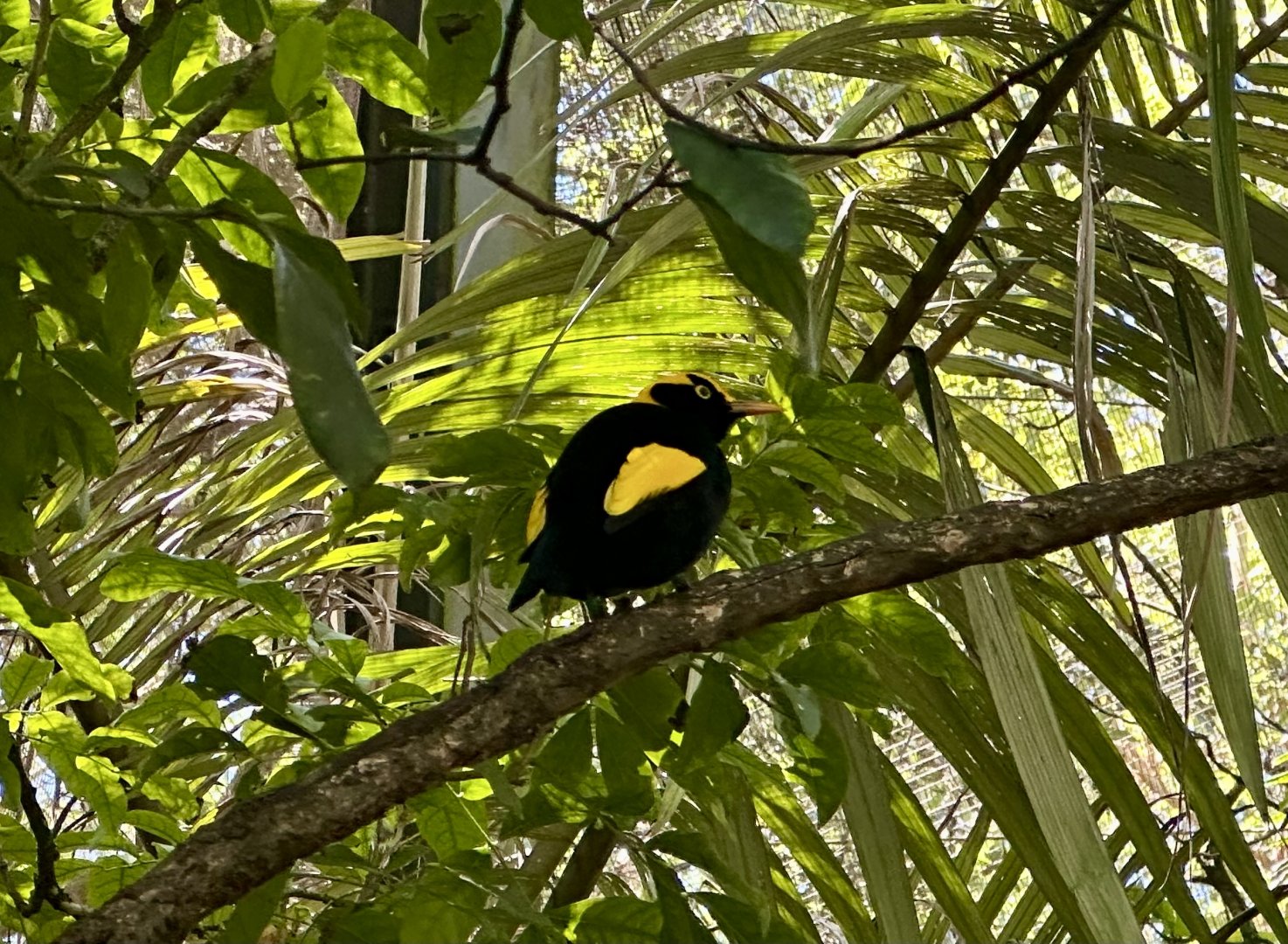 Regent bowerbird (Sericulus chrysocephalus)