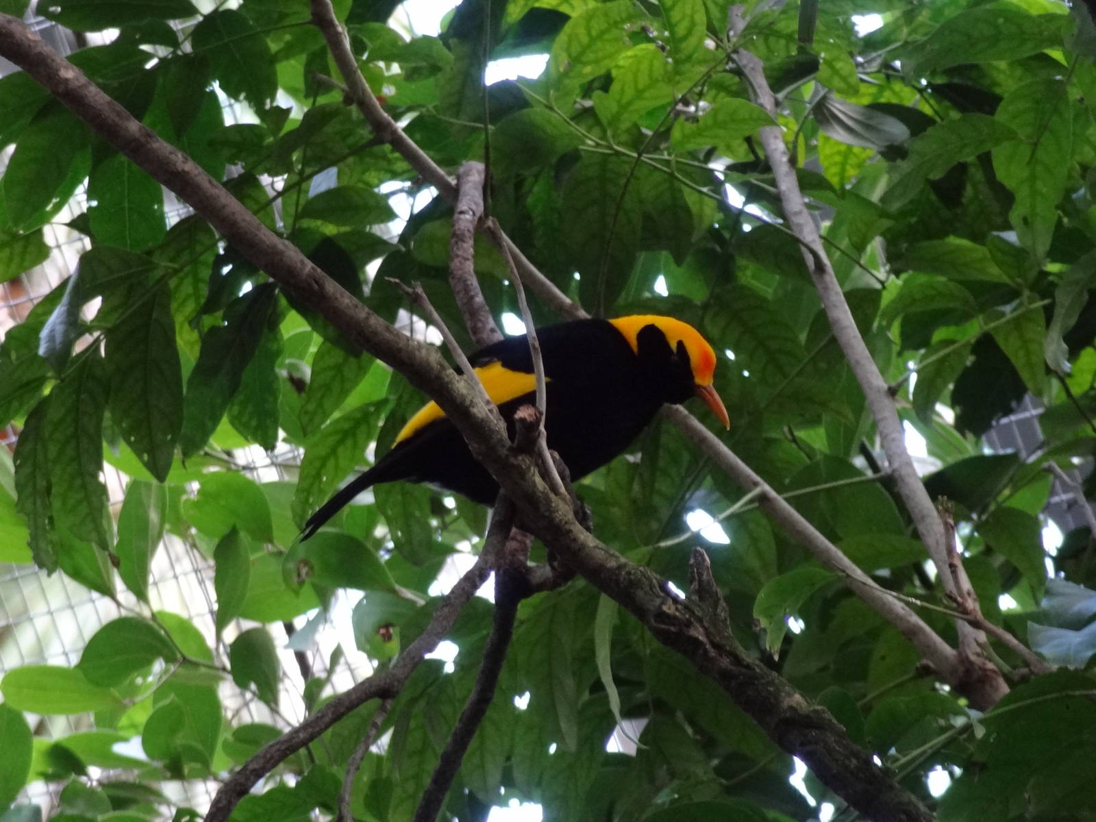 Regent Bowerbird