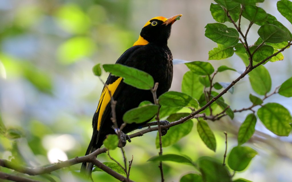 Regent Bowerbird