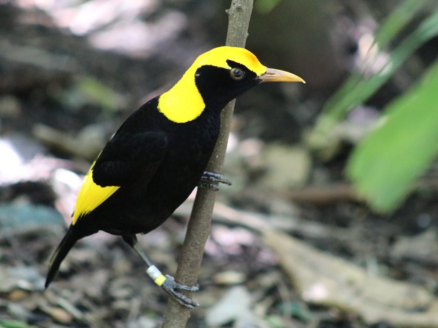 Regent Bowerbird