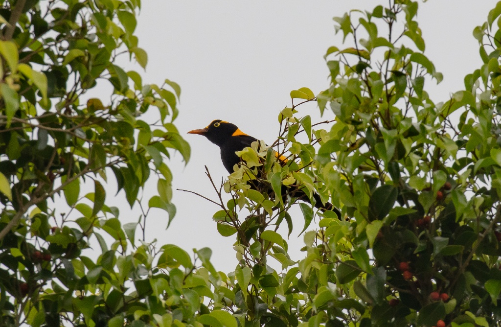 Regent Bowerbird