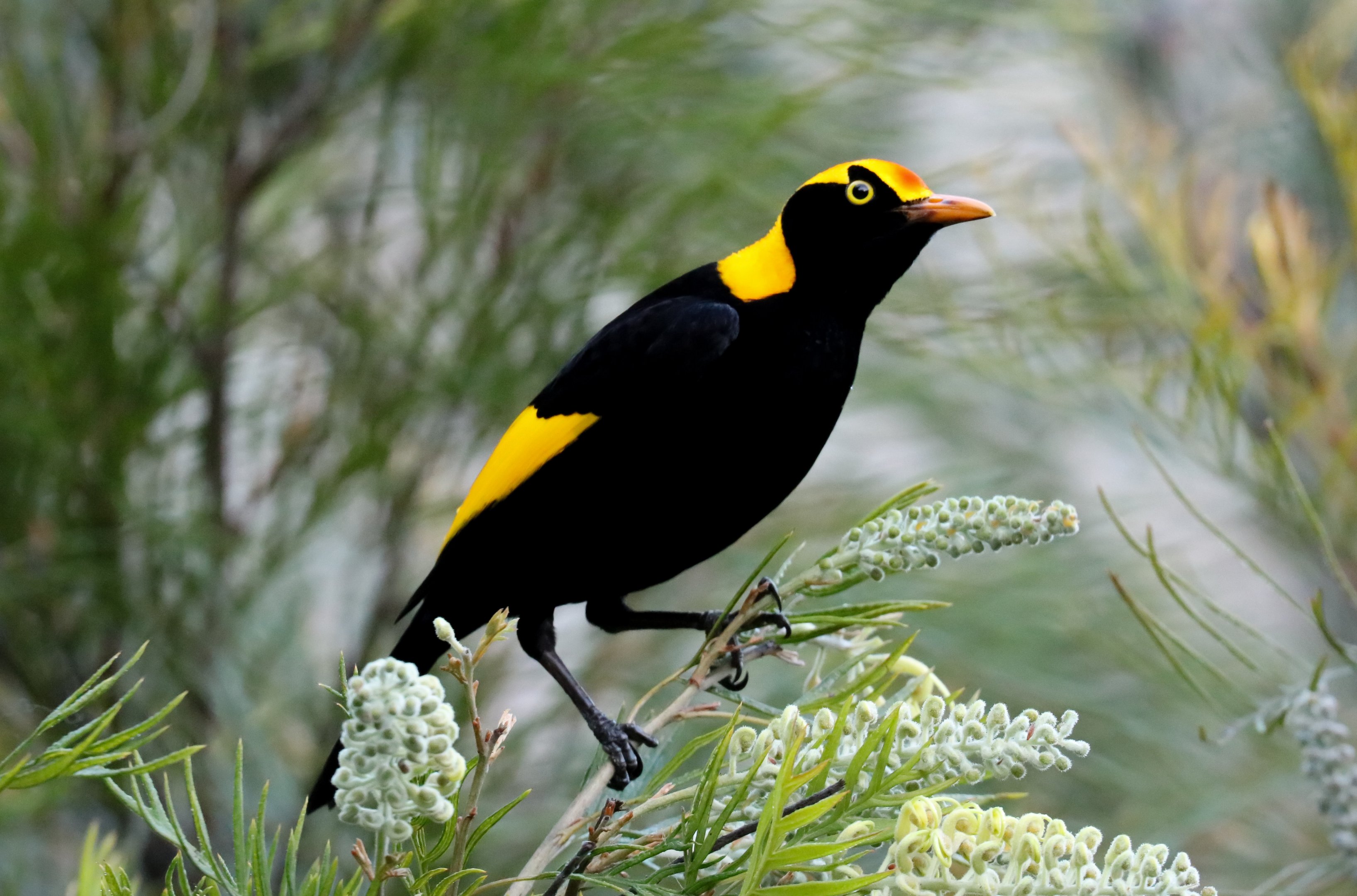 Regent Bowerbird