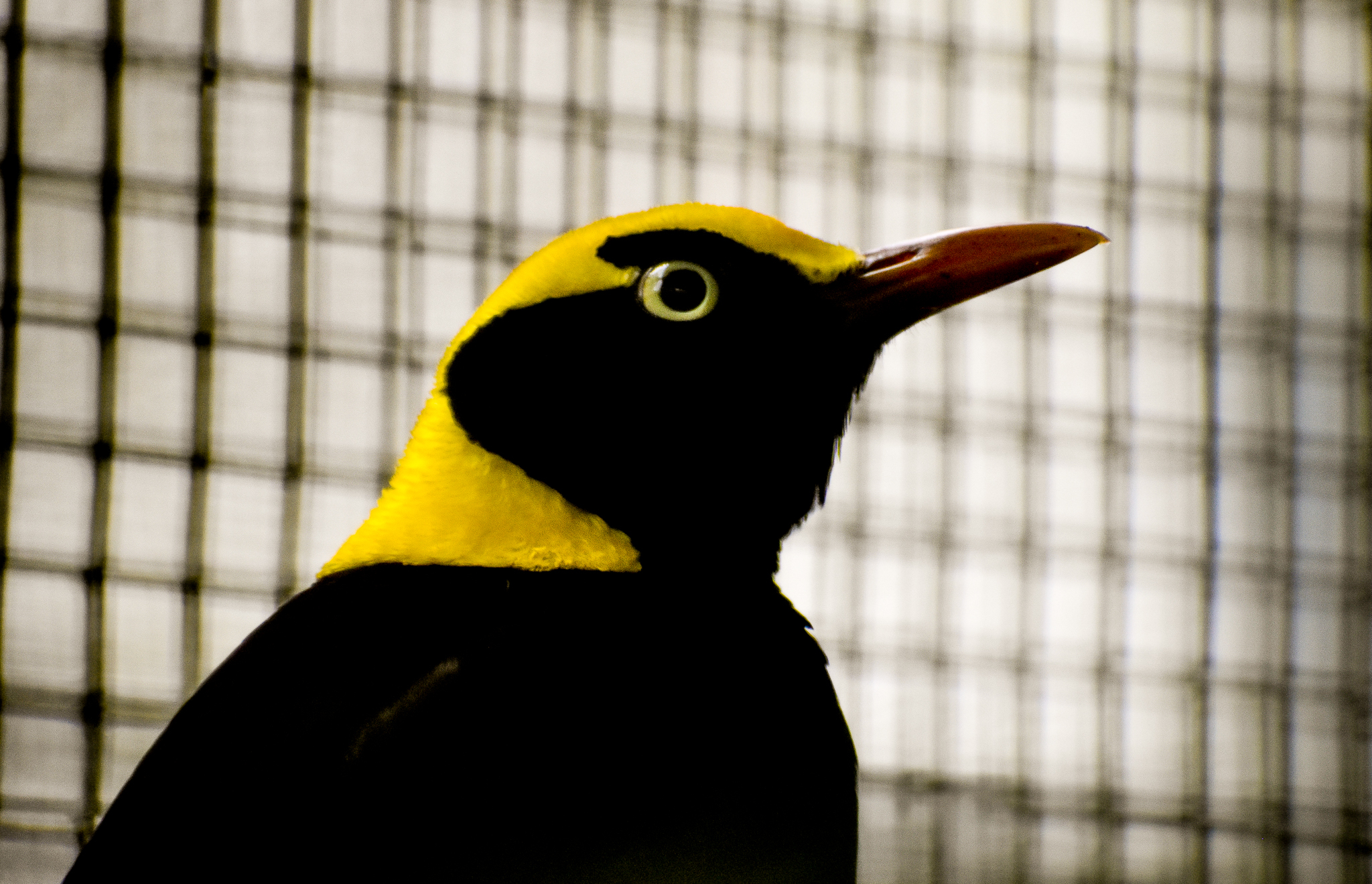Regent Bowerbird