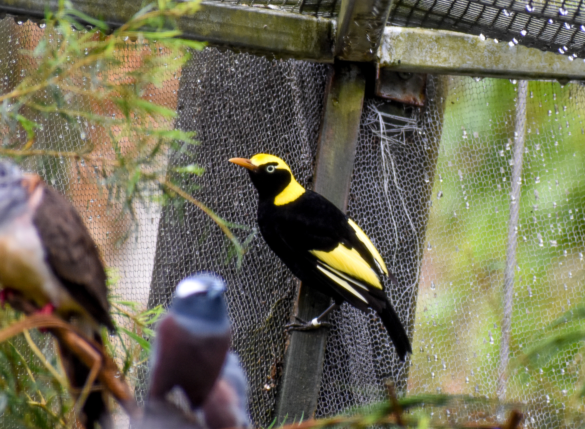 Regent Bowerbird