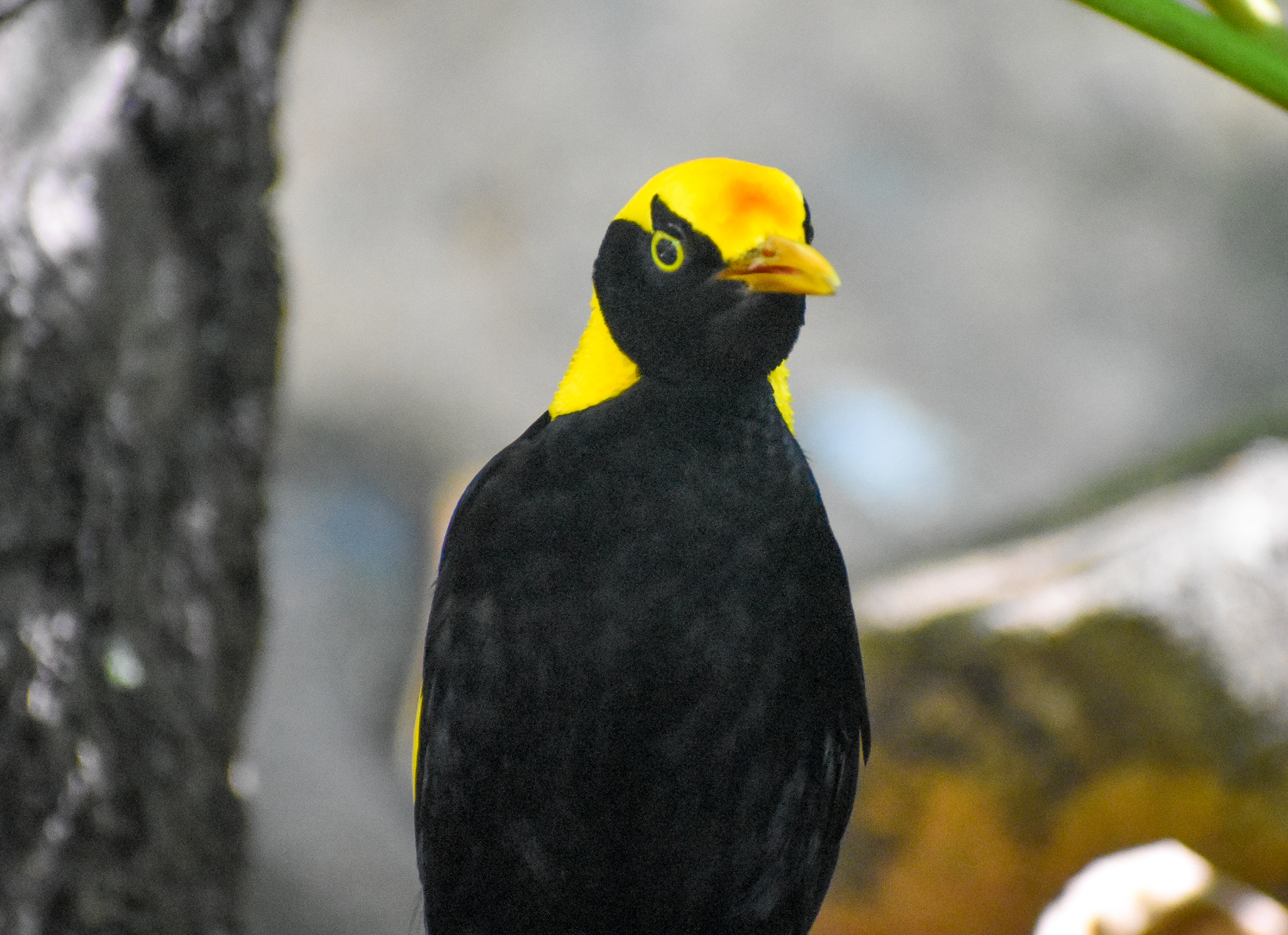 Regent Bowerbird