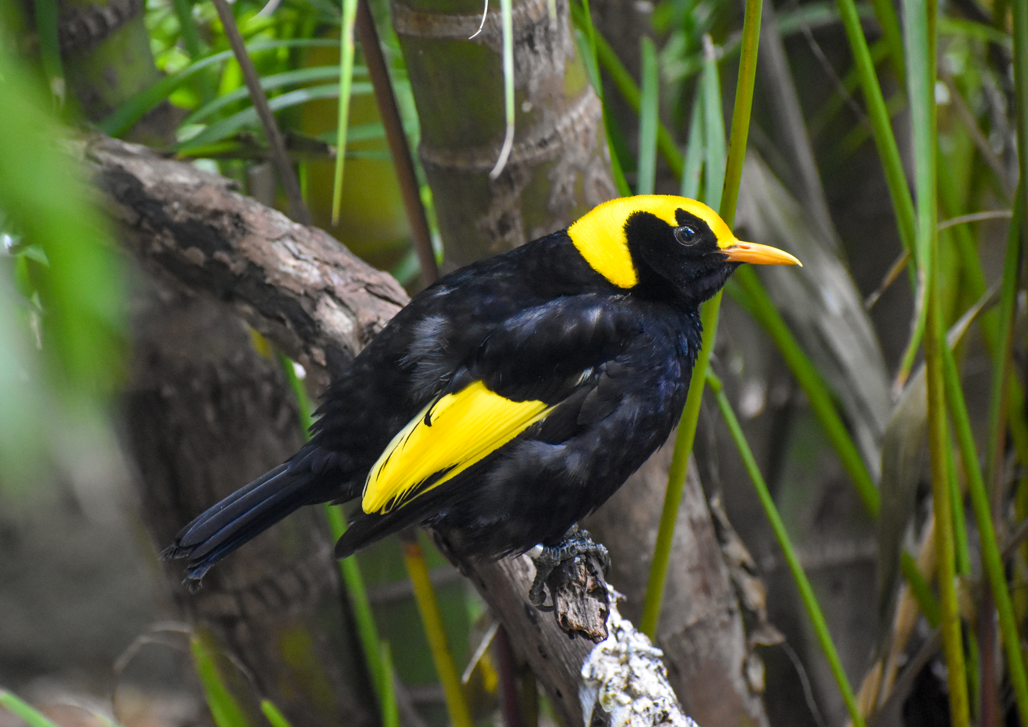 Regent Bowerbird