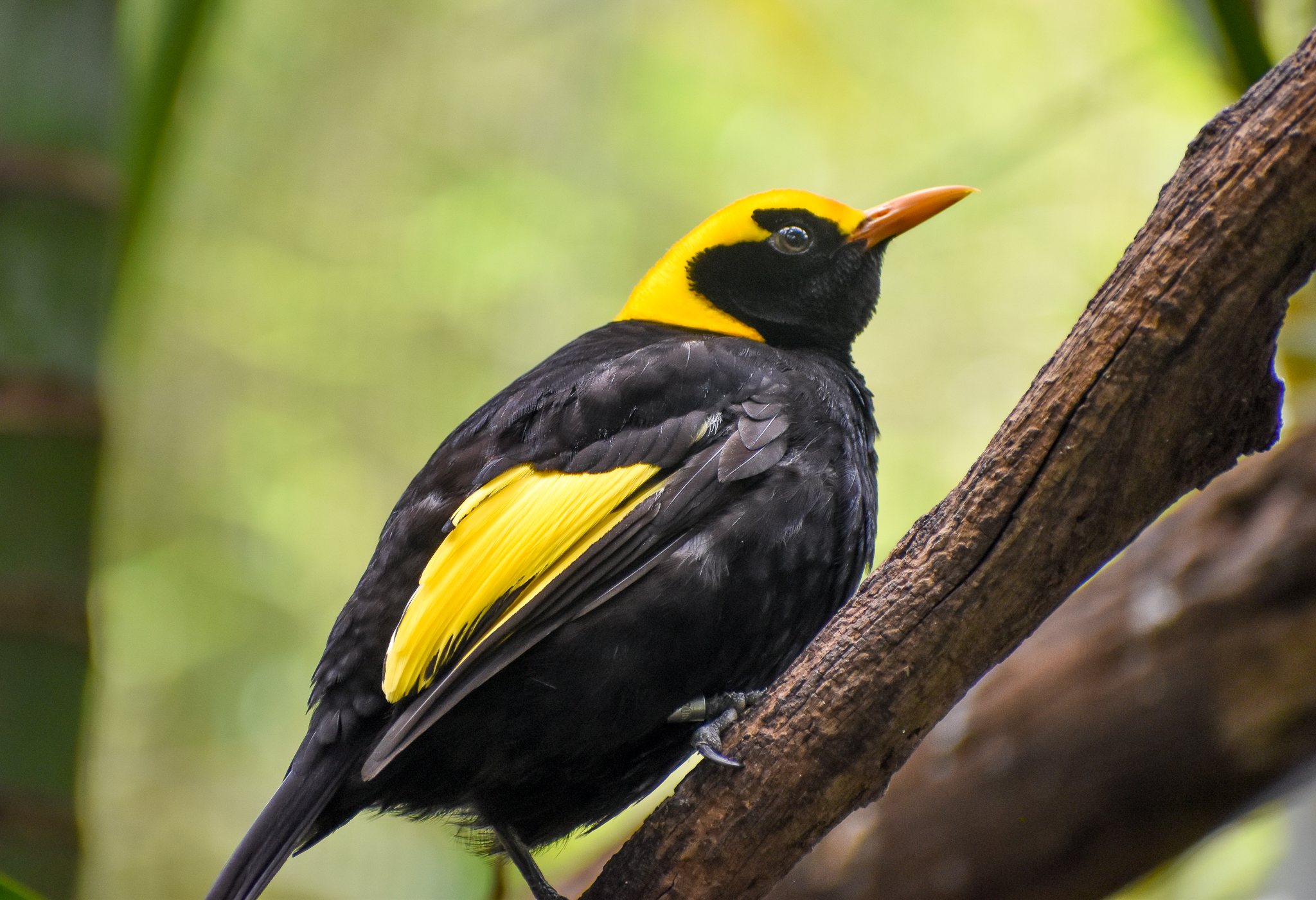 Regent Bowerbird