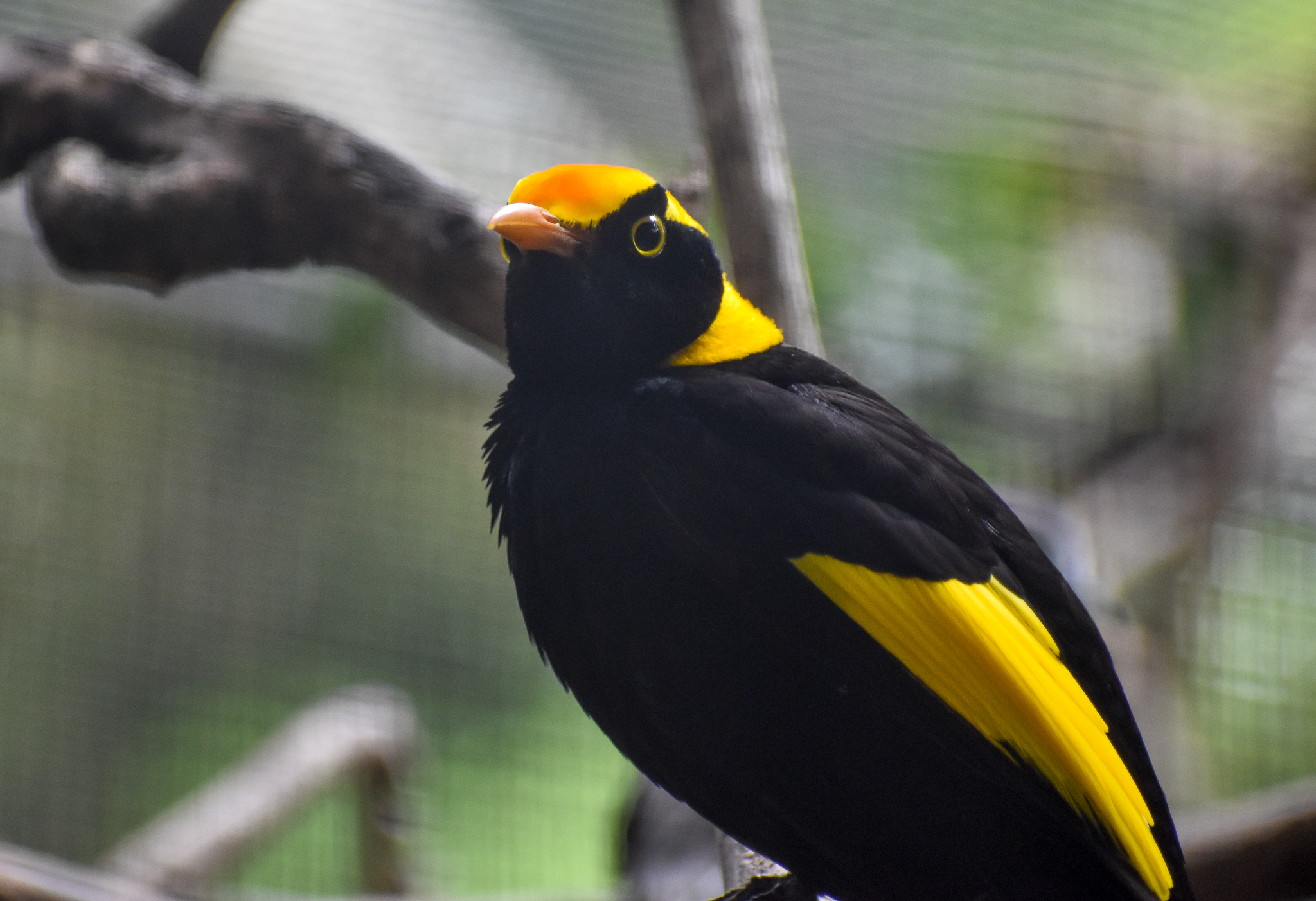 Regent Bowerbird