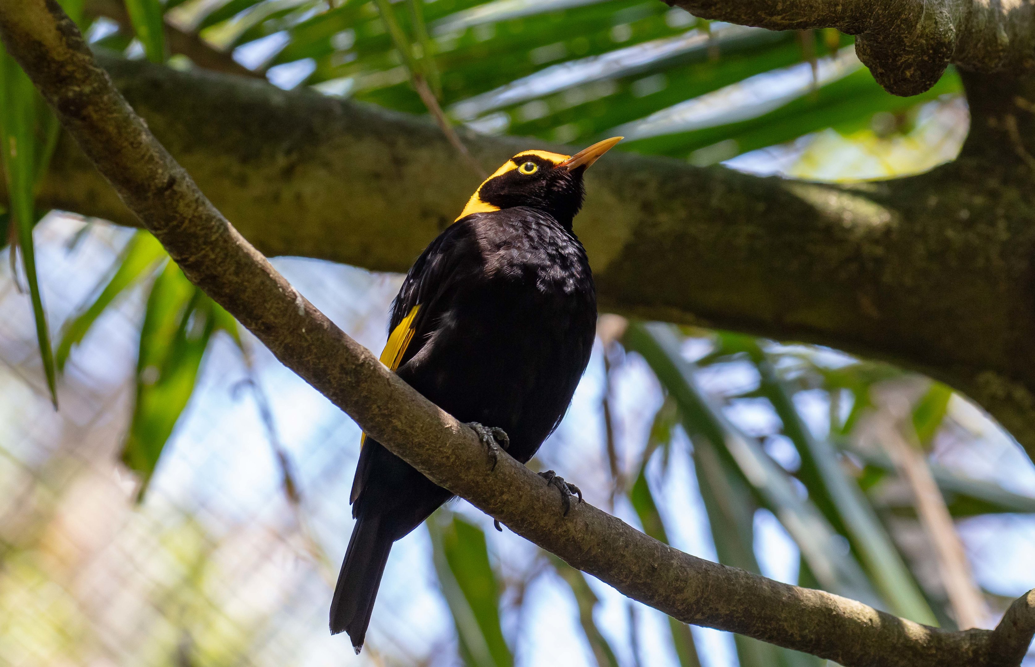 Regent Bowerbird