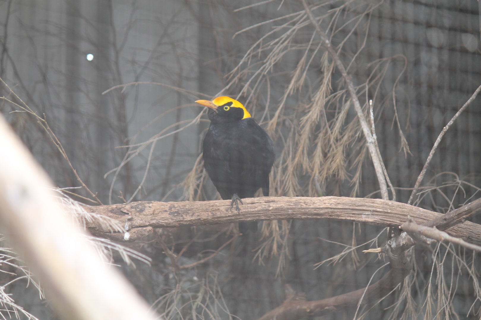 Regent Bowerbird