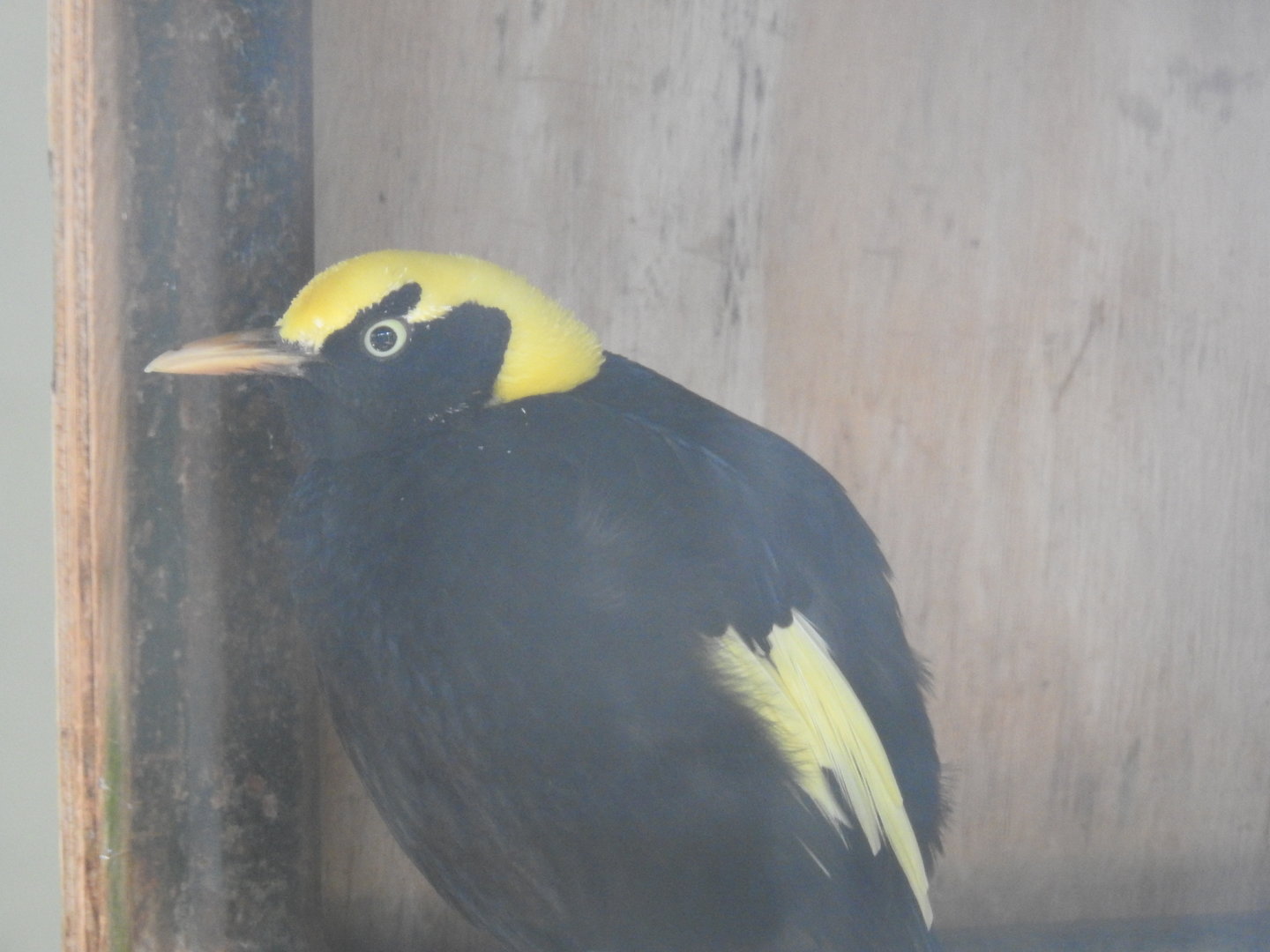 Regent Bowerbird