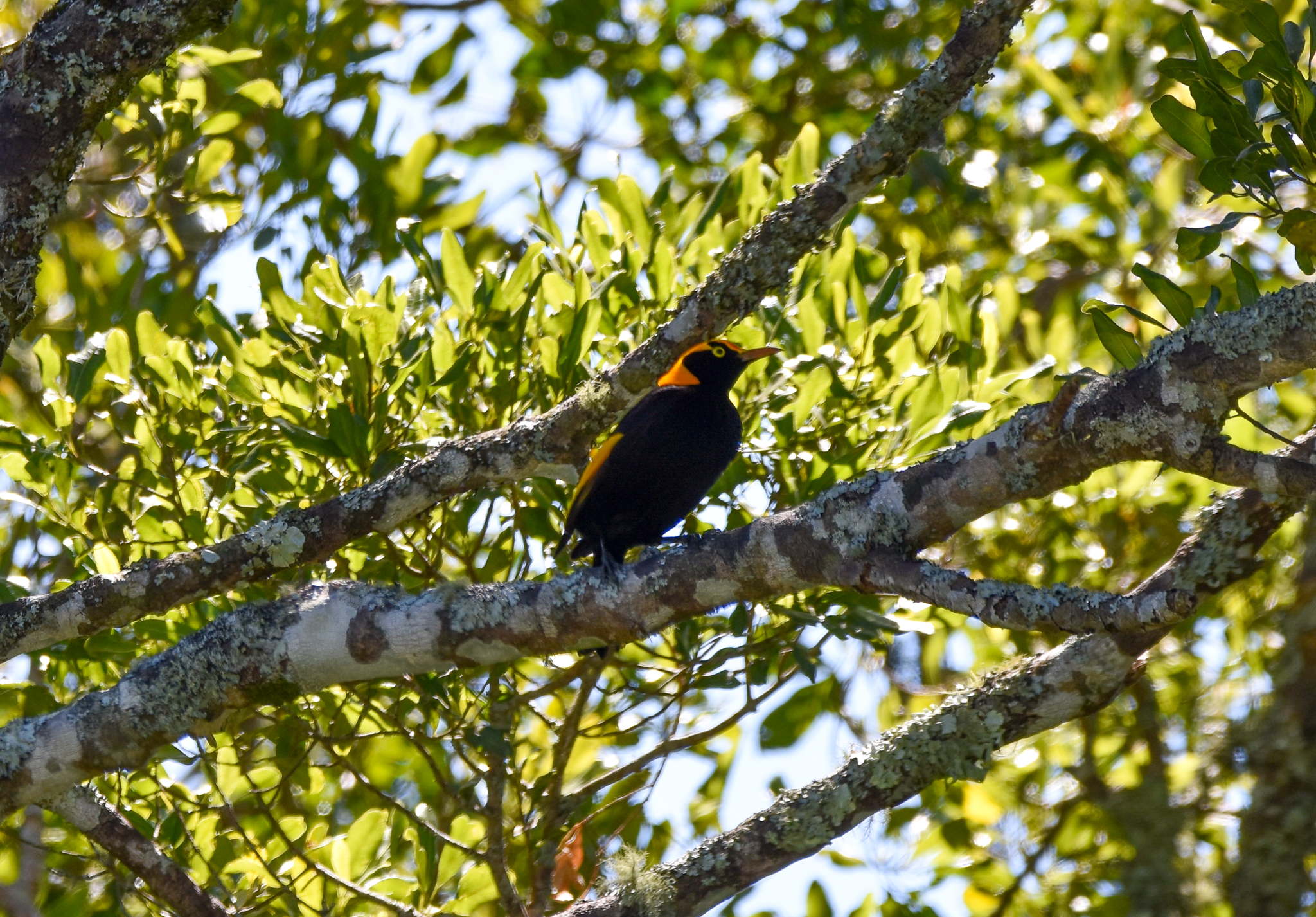 Regent Bowerbird