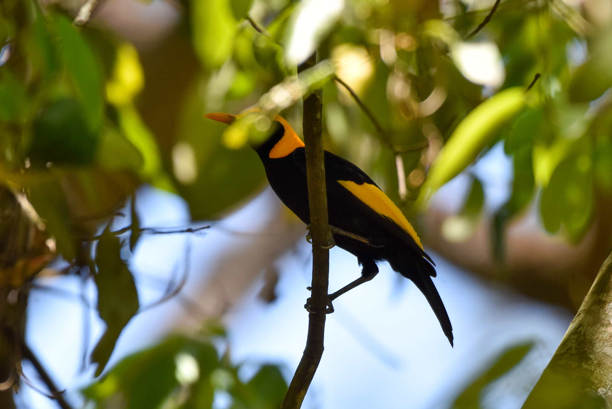 Regent Bowerbird
