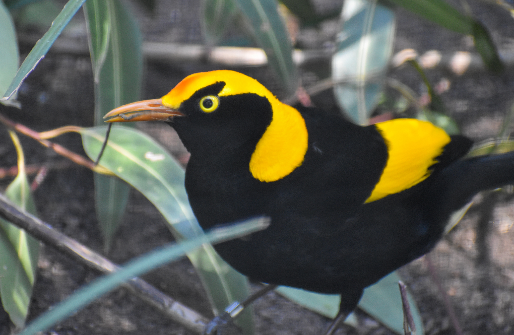 Regent Bowerbird