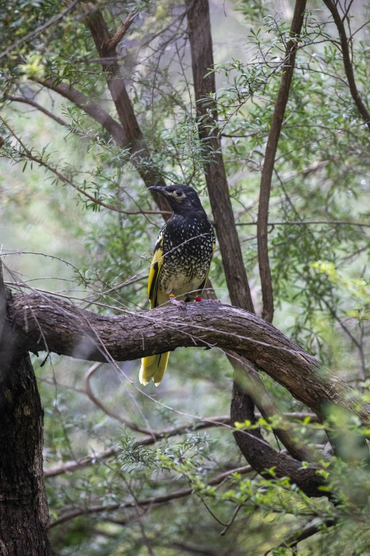 Regent honeyeate (Anthochaera phrygia)
