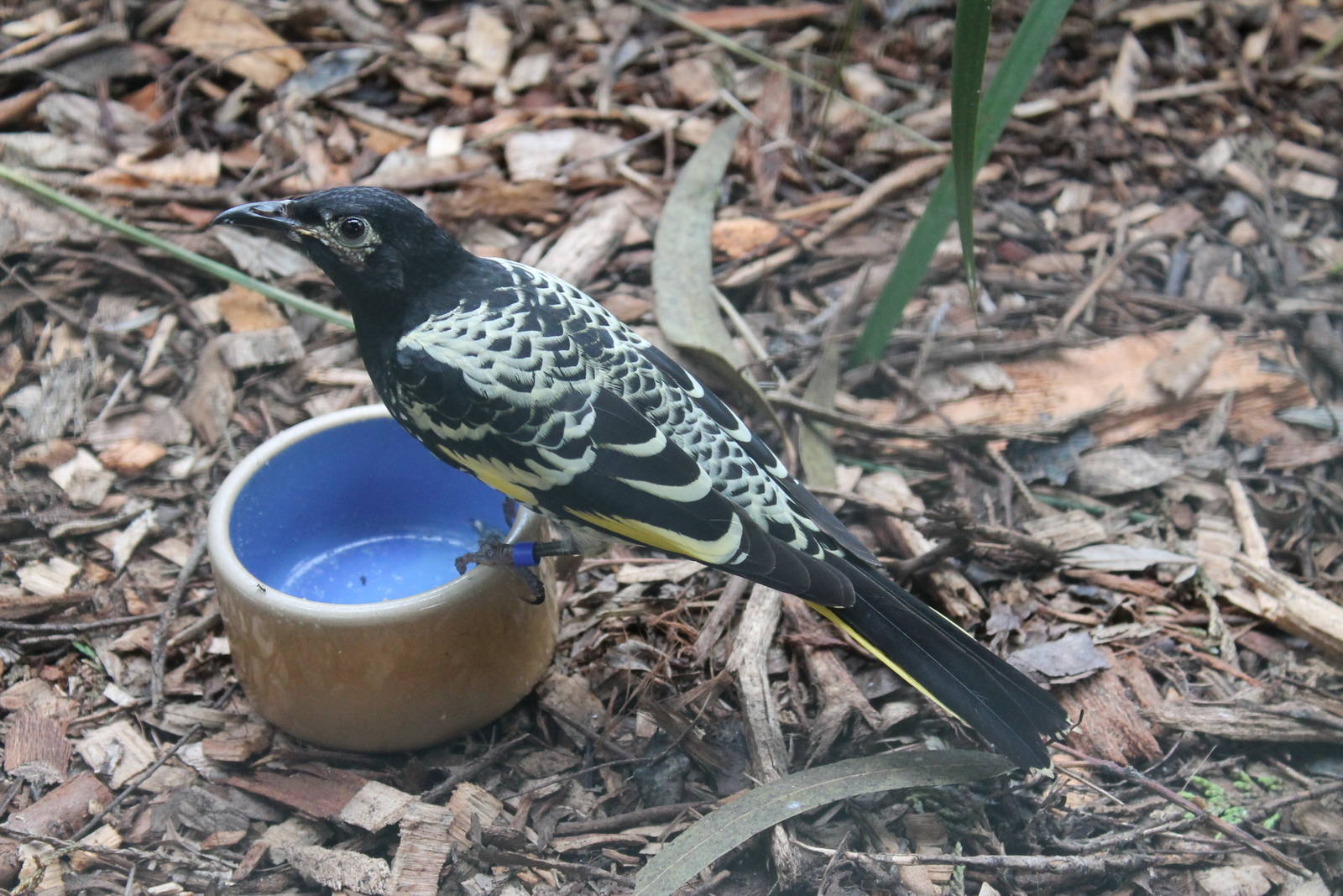 Regent honeyeater (Anthochaera phrygia)