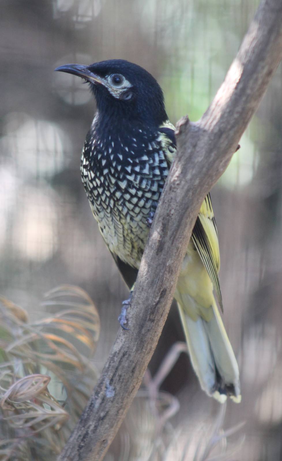 Regent Honeyeater (Anthochaera phrygia)