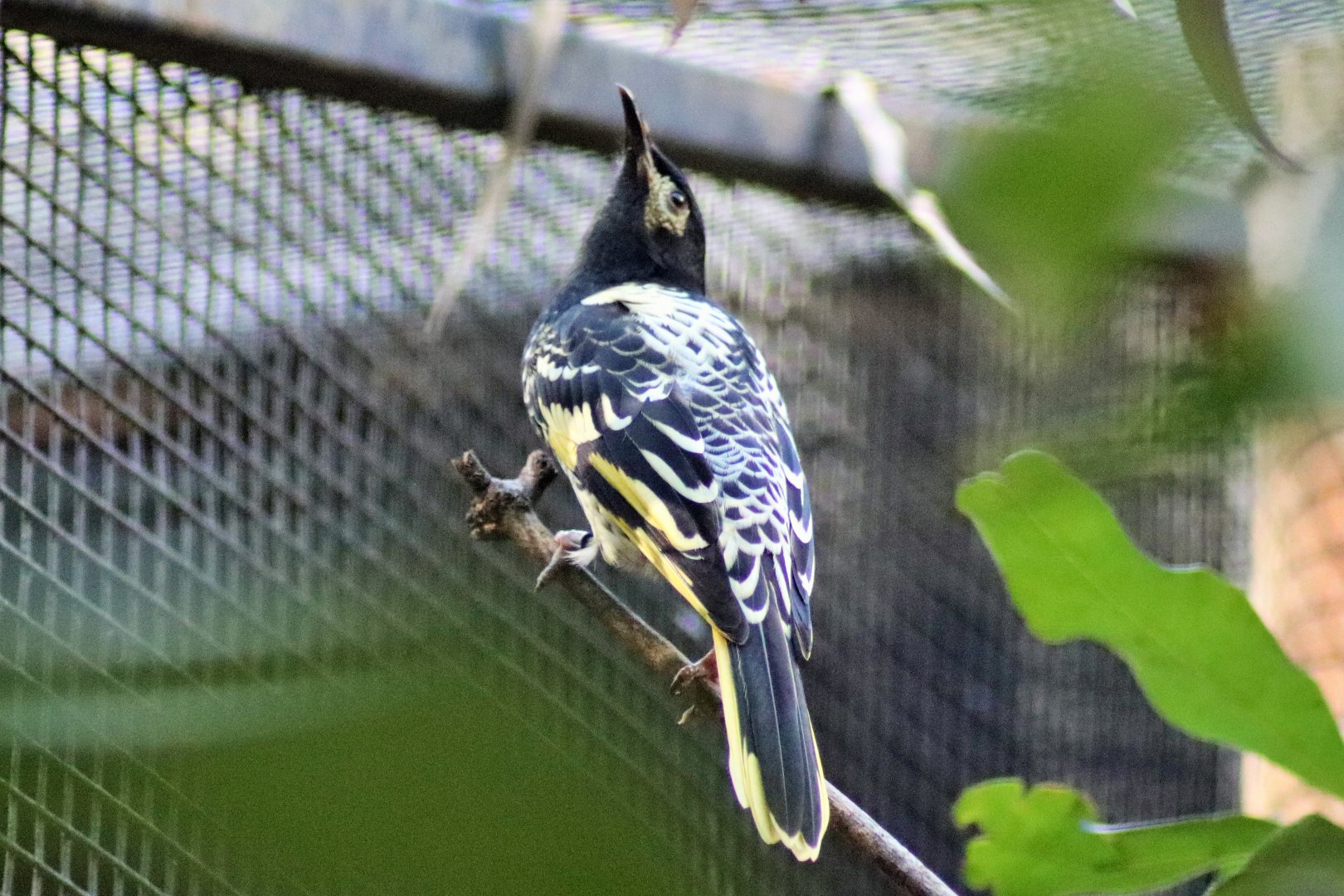 Regent Honeyeater (Anthochaera phrygia)