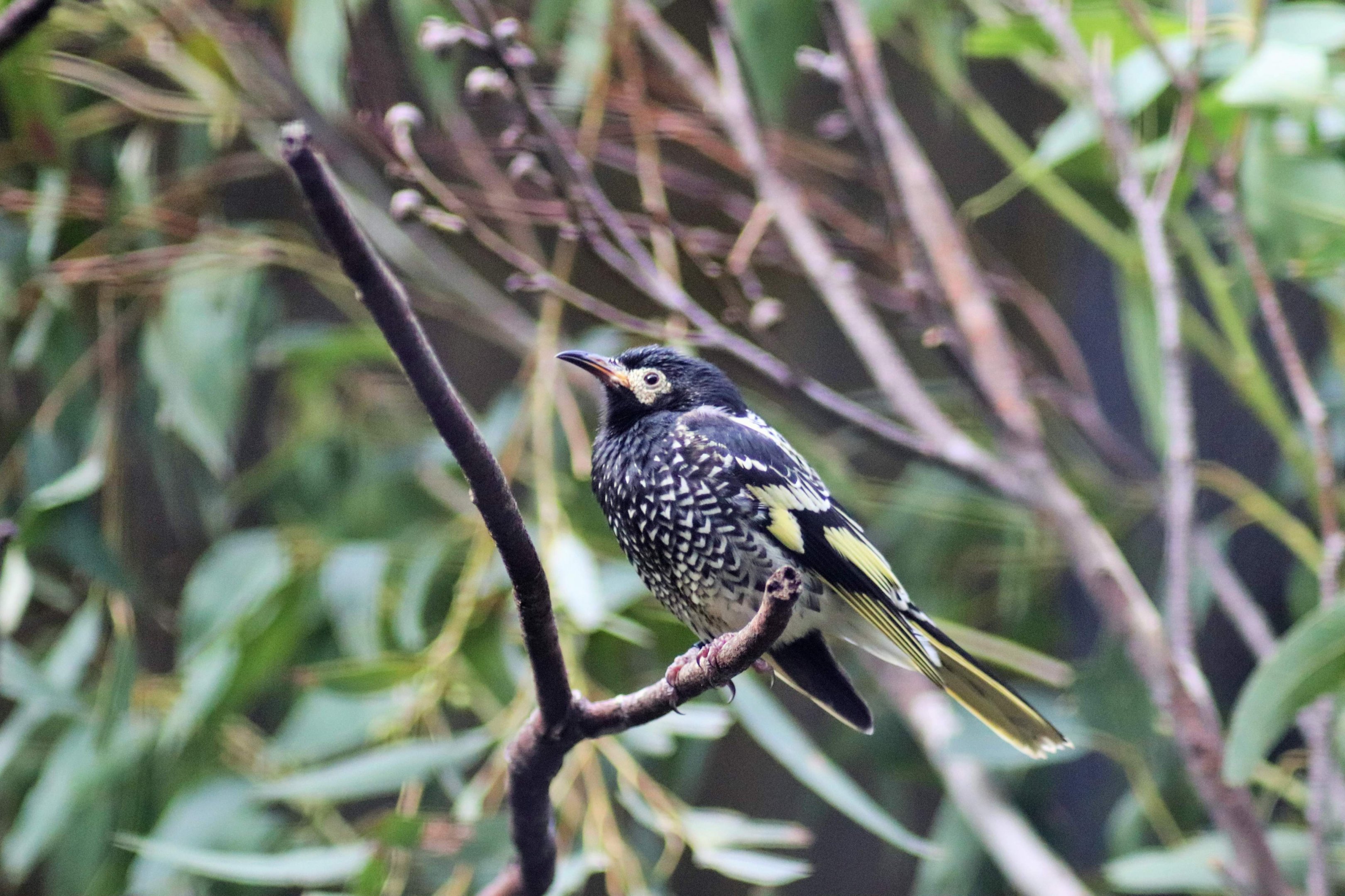 Regent Honeyeater (Anthochaera phrygia)