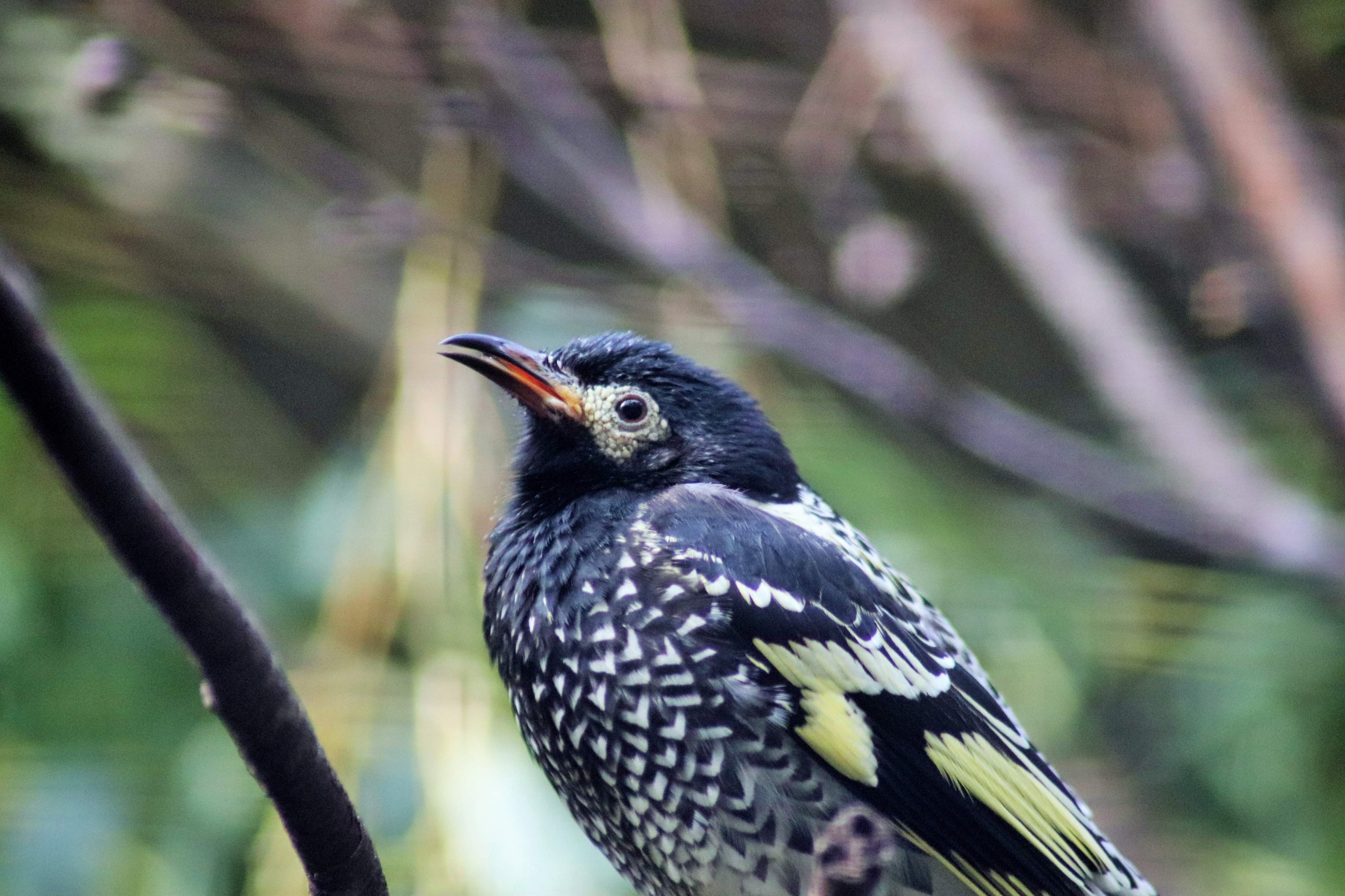 Regent Honeyeater (Anthochaera phrygia)