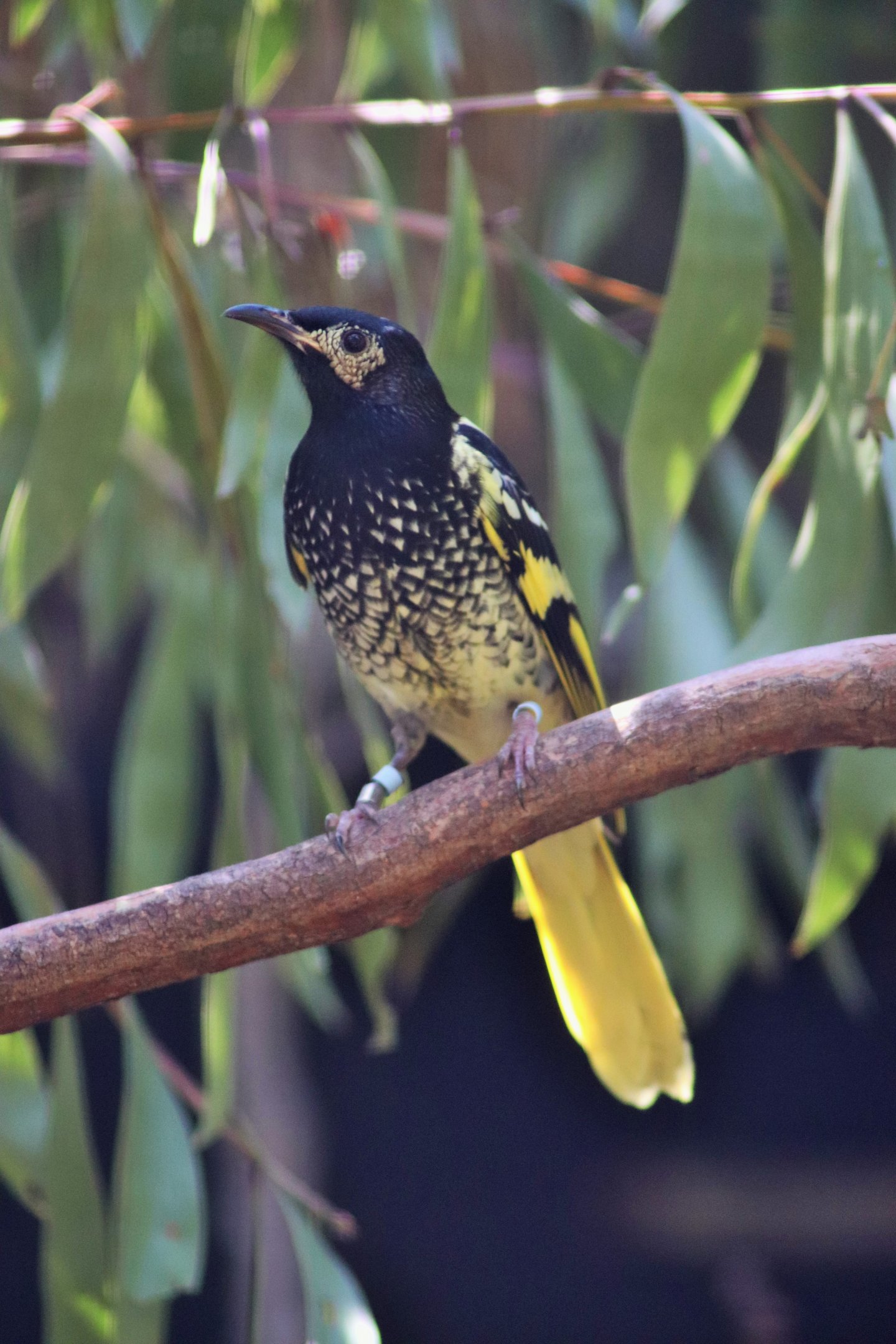 Regent Honeyeater (Anthochaera phrygia)